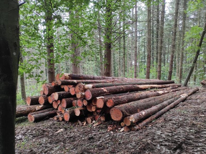Grumes empilées en bord de piste forestière